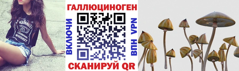 Галлюциногенные грибы Psilocybine cubensis  Сосновоборск 